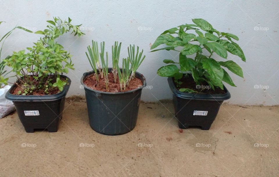 Plantinhas do lar doce lar😀🌿