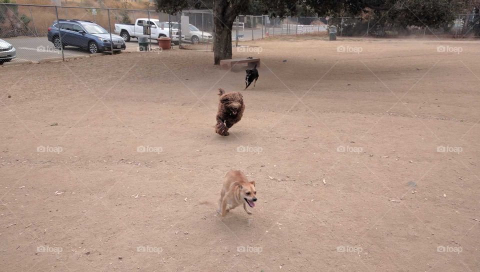 A curiously vertical lineup of running dogs