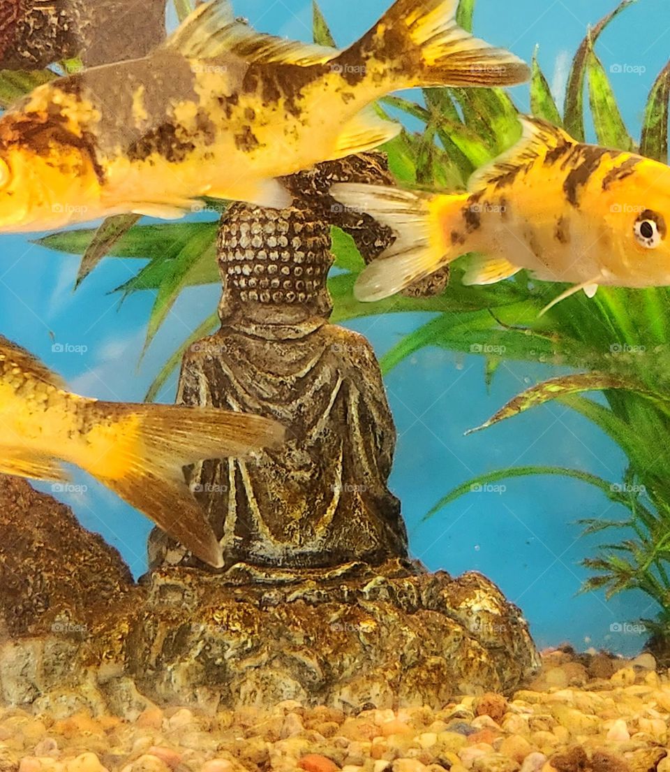 meditating figure underwater with orange koi fish and plastic plant in pet store tank