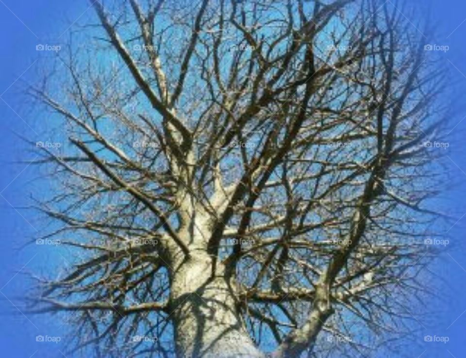 peaceful tree aura