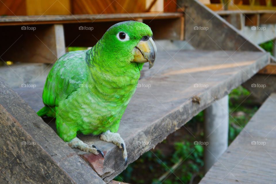 Green parrot 