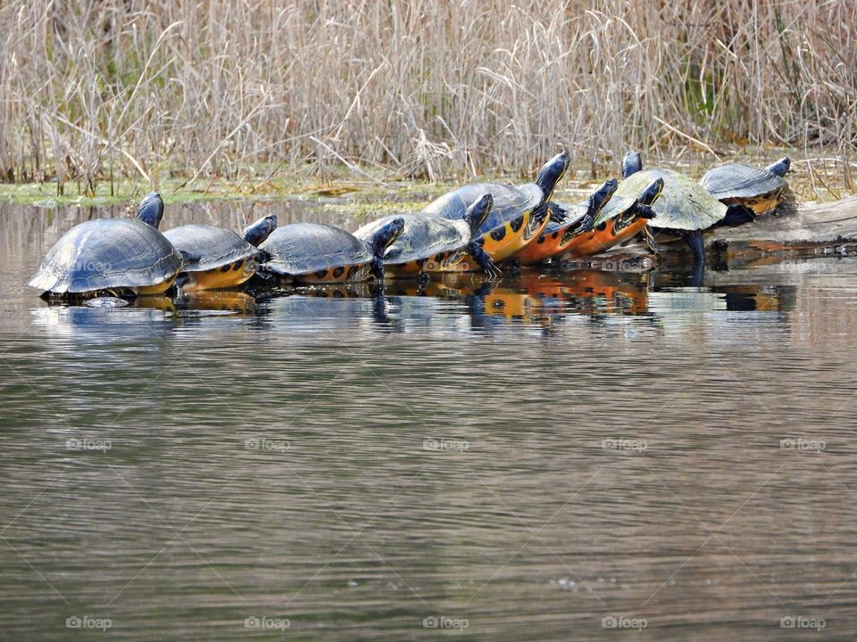 Yellow-Bellied slider turtles leave the water and walk the log as they play follow the leader