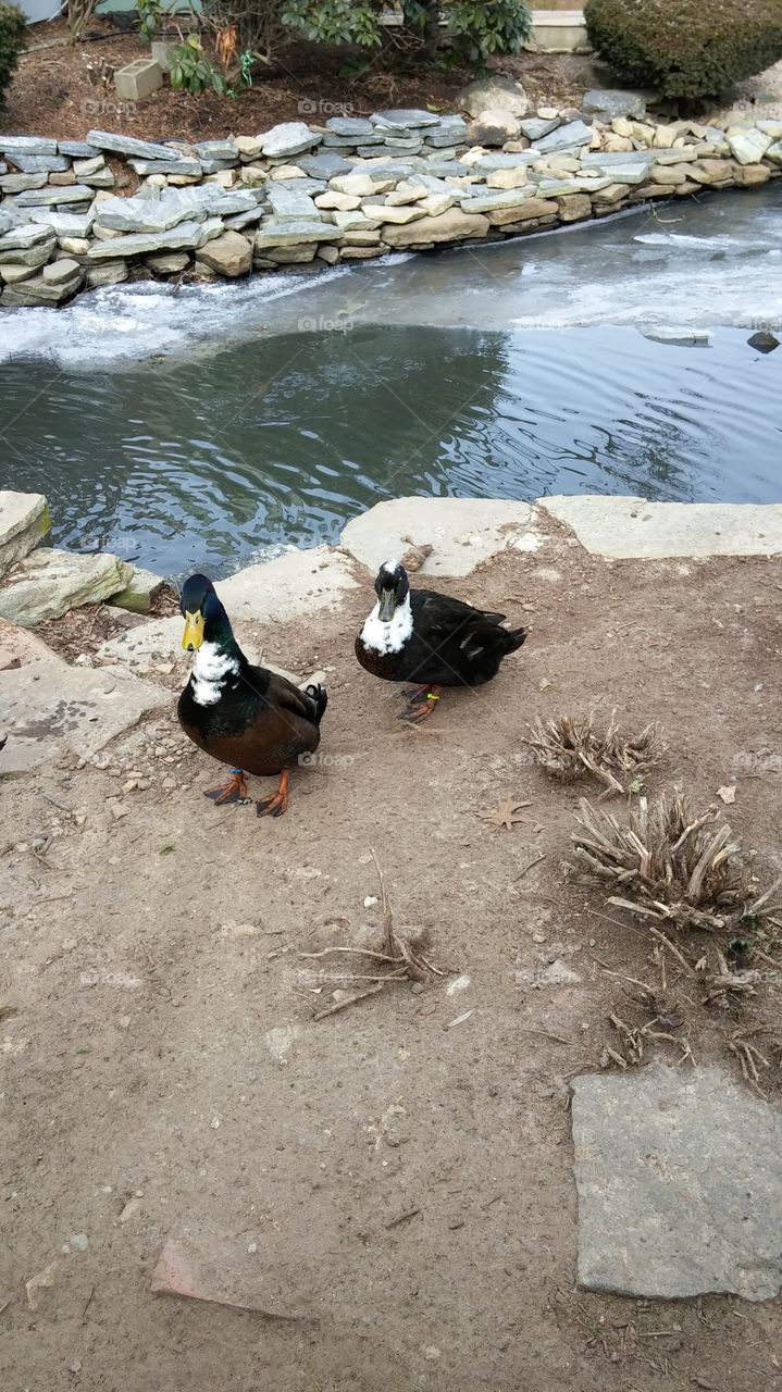 tux ducks