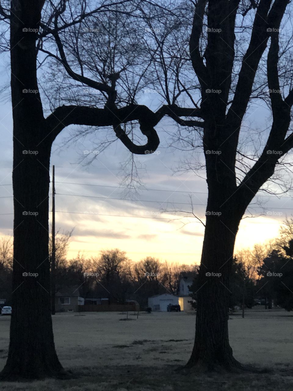 Trees holding hands in sunset