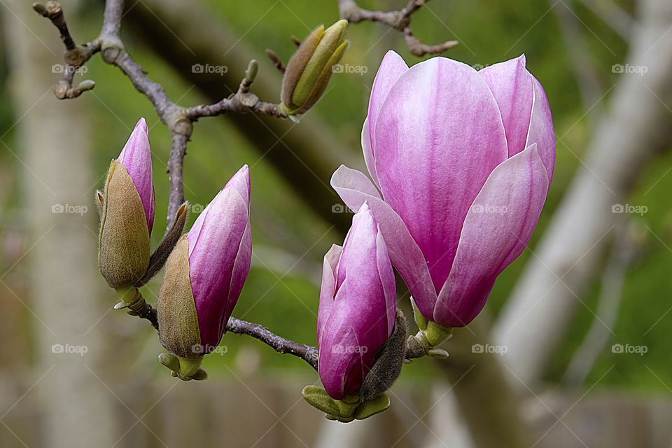 Early spring in the southern hemisphere