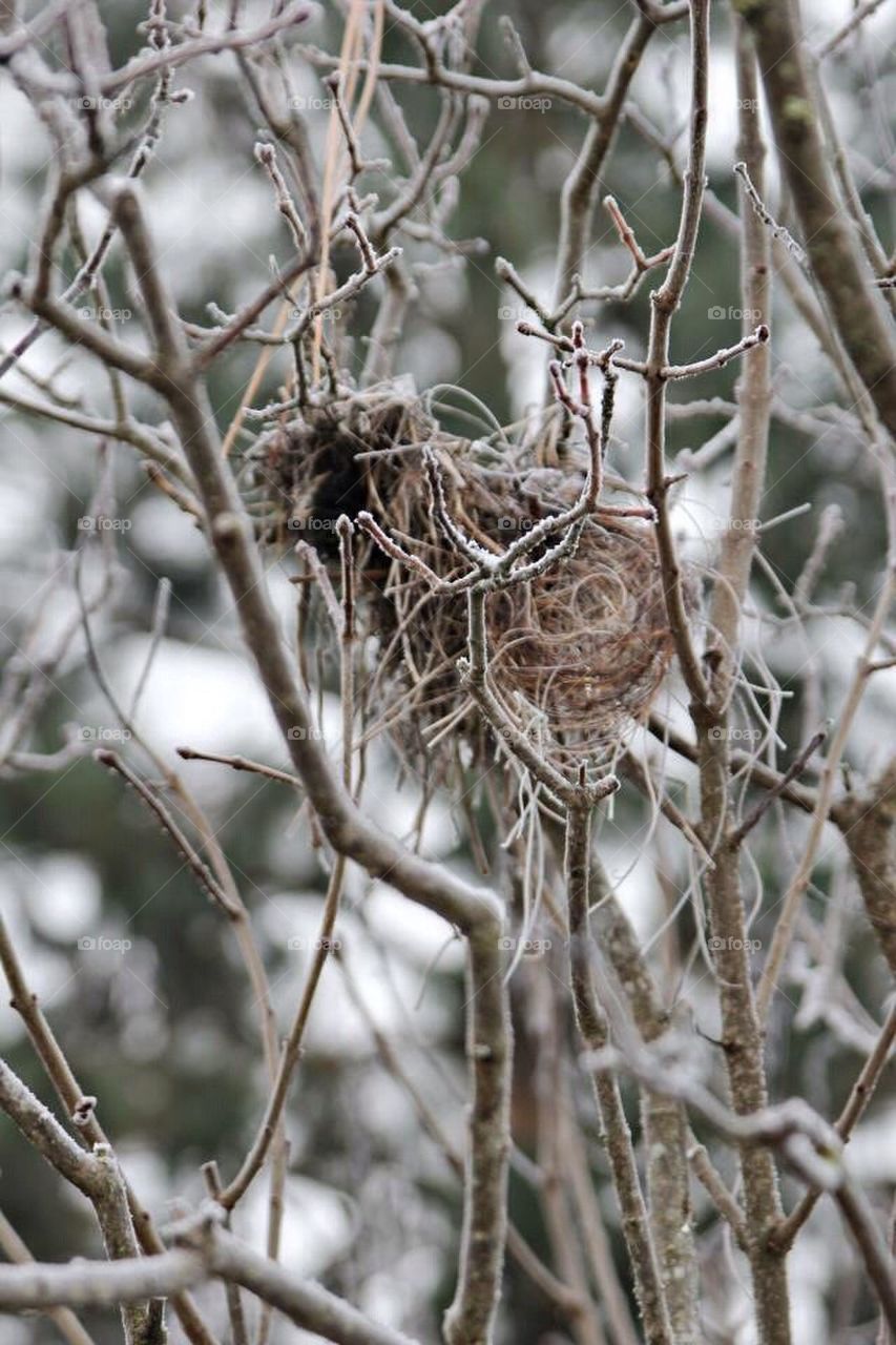 Abandon bird nest