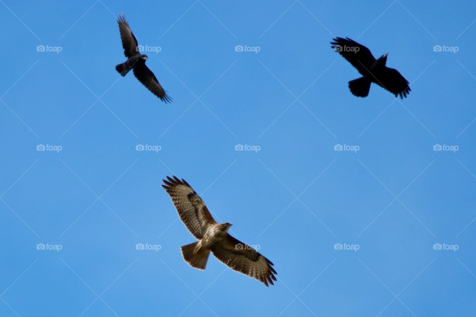 buzzard attacked by ravens