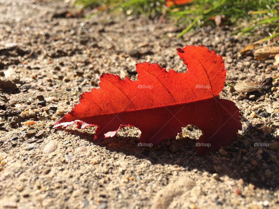 Close up of fallen leaf 