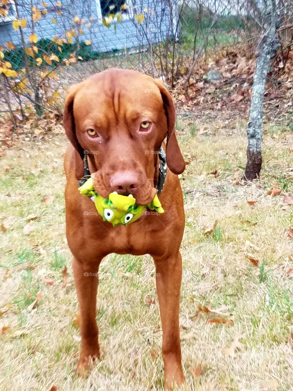 Vizsla playing with toy