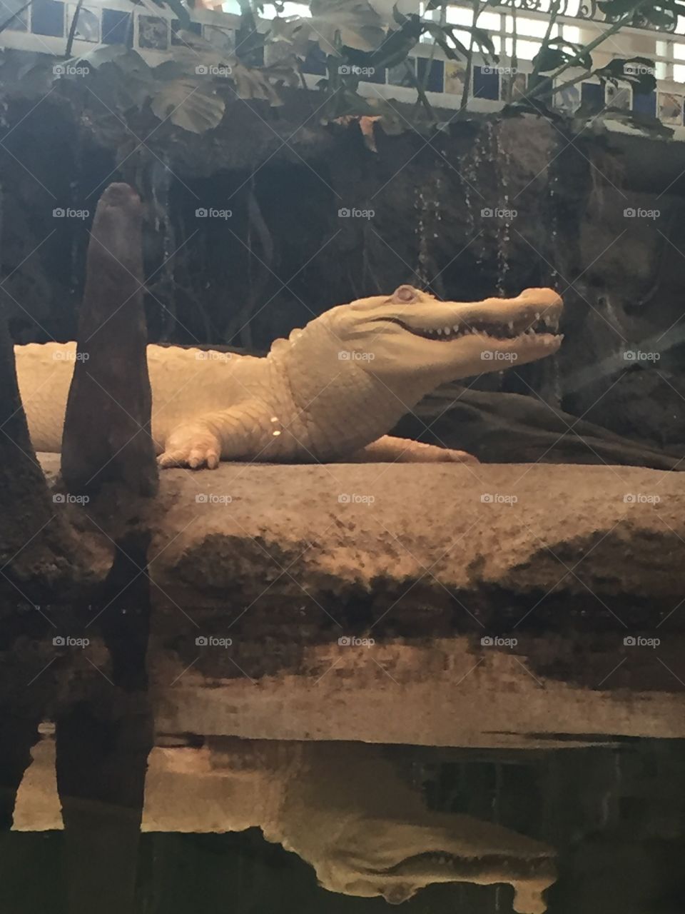 Albino Alligator 