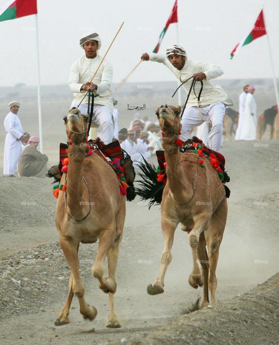 The camel race in the Sultanate of Oman