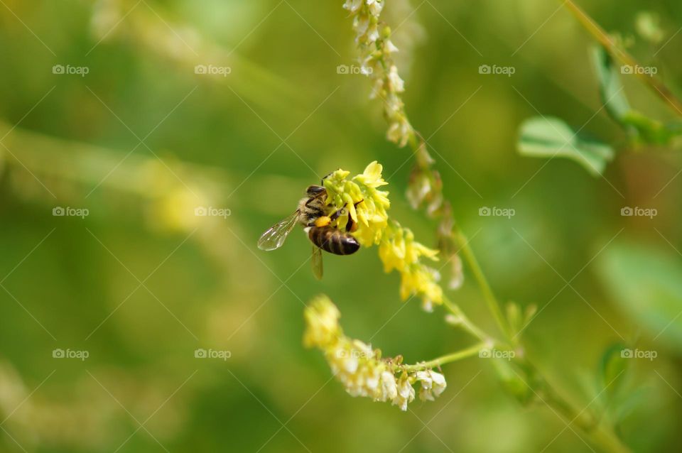 Flowers and bee