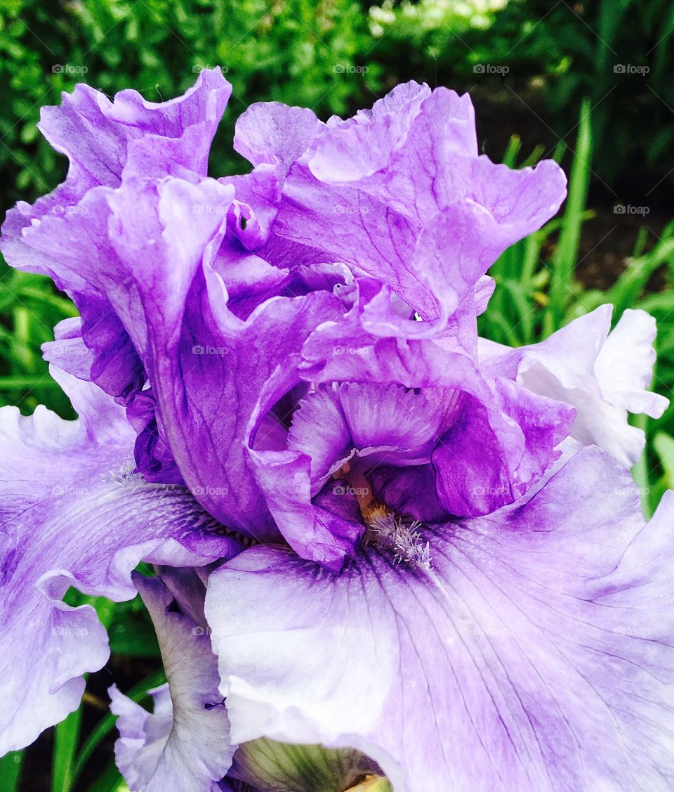 Iris