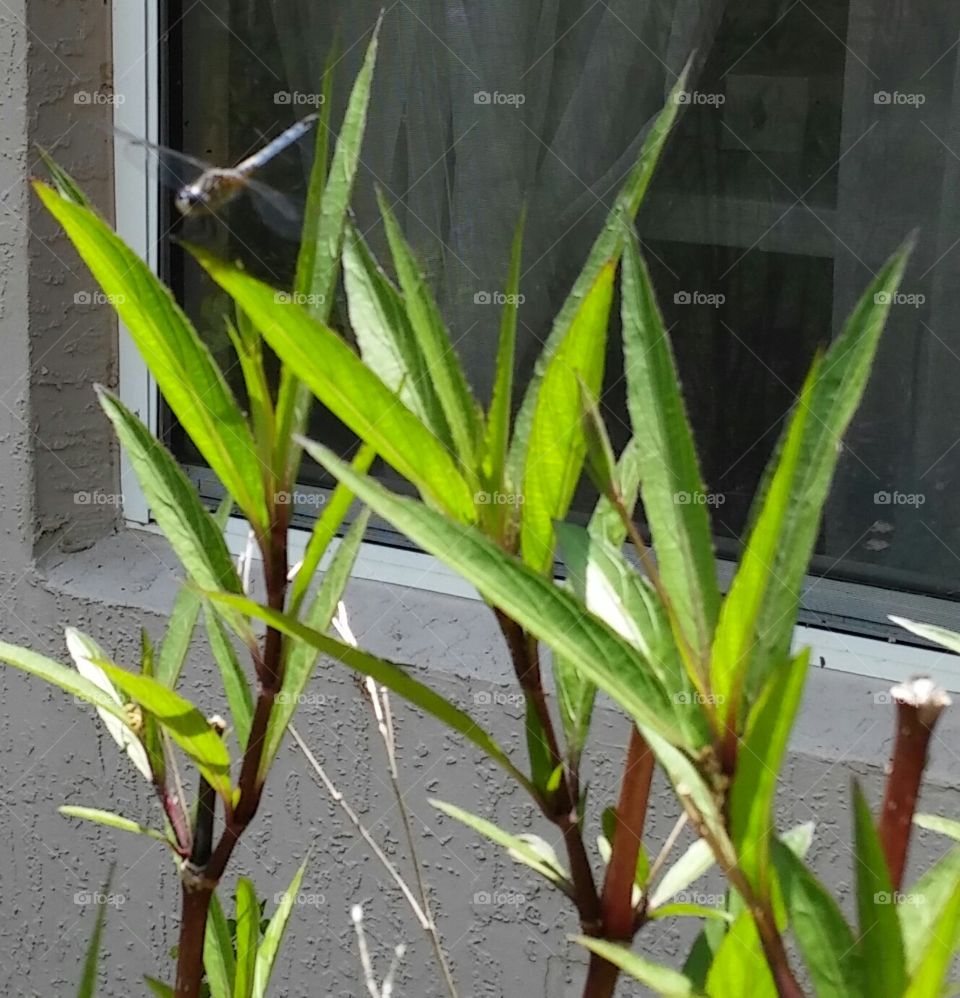 Blue Dragonfly...just chilling...