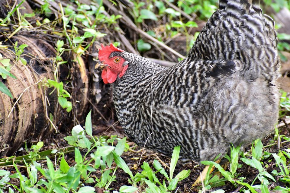 Feral Hawaiian chicken scratching about - seen on my morning walk