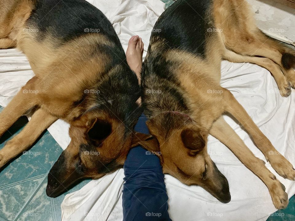 Sacrifice my leg to my dearest dogs this is the way of showing their love I guess 
