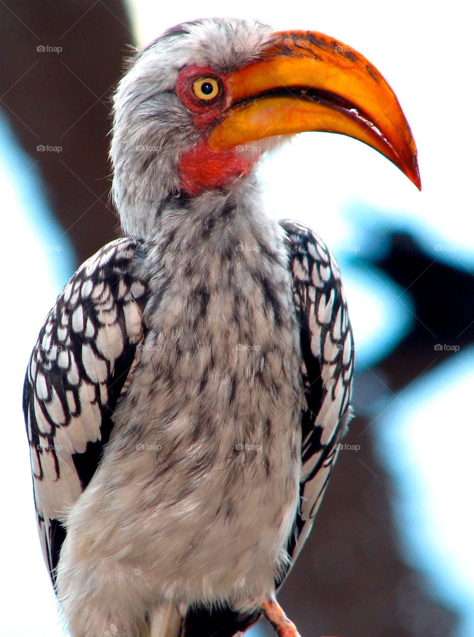 African Hornbill. African Hornbill in Botswana, Africa