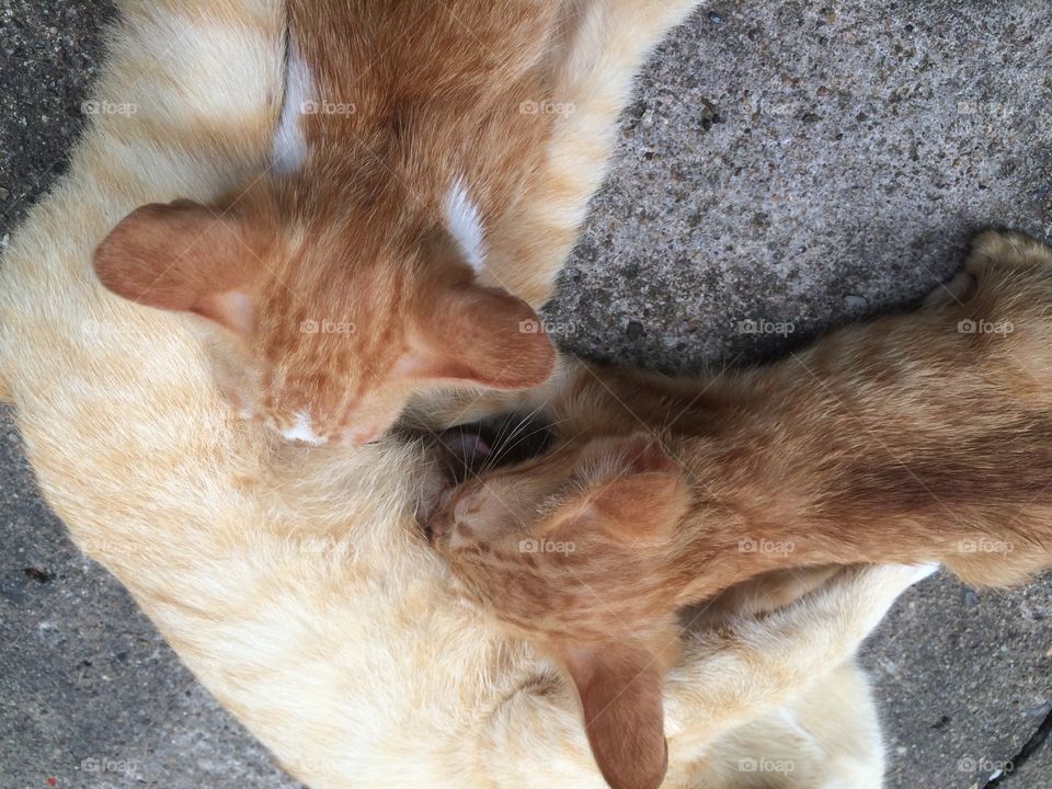 Mother cat breastfeeding baby cat
