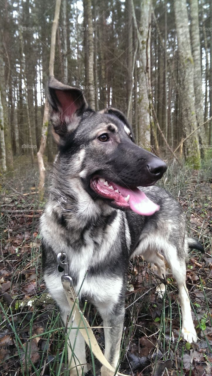 Happy puppy in the woods
