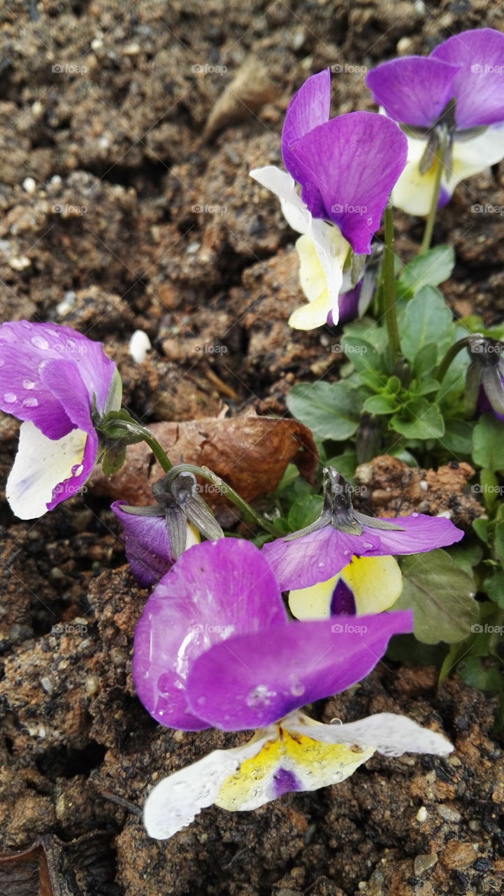 purple and white pansies