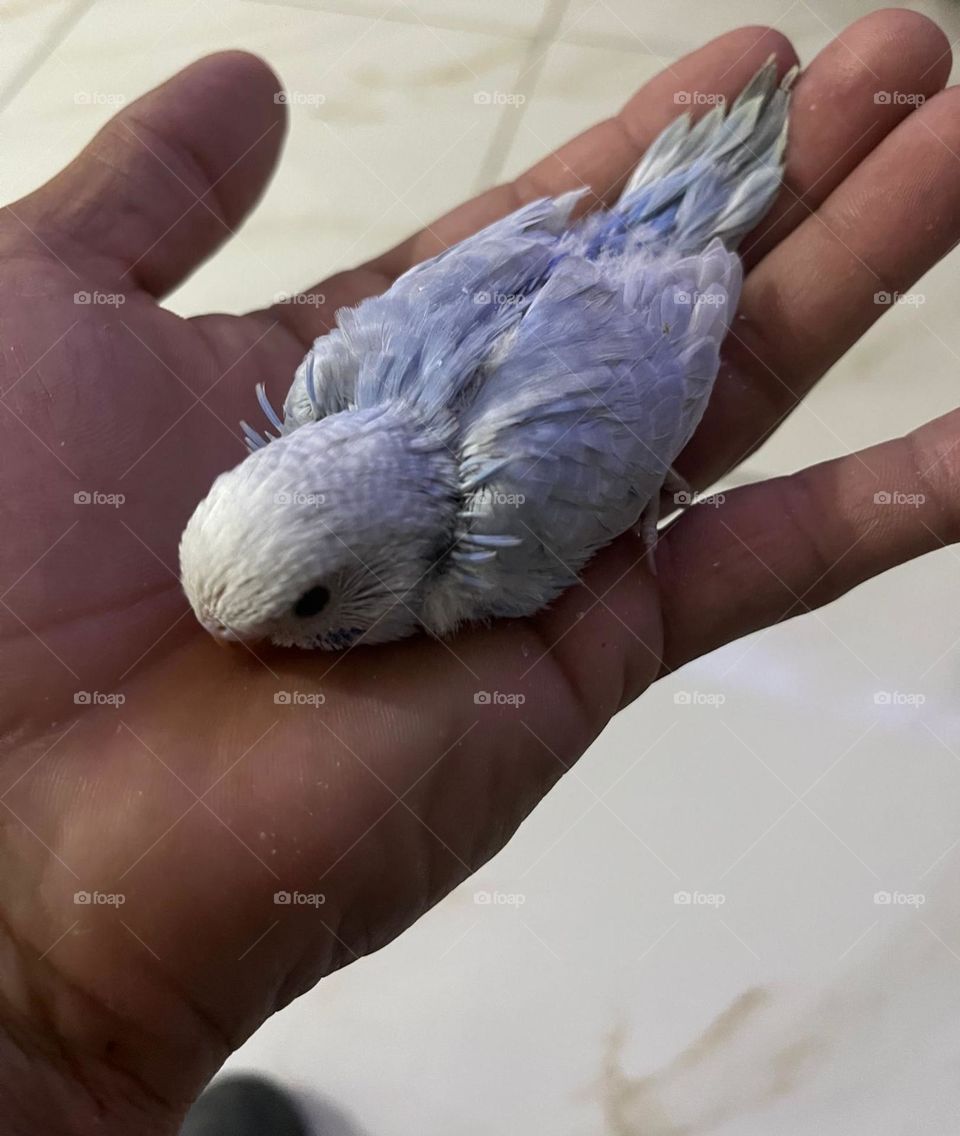 baby cockatiel