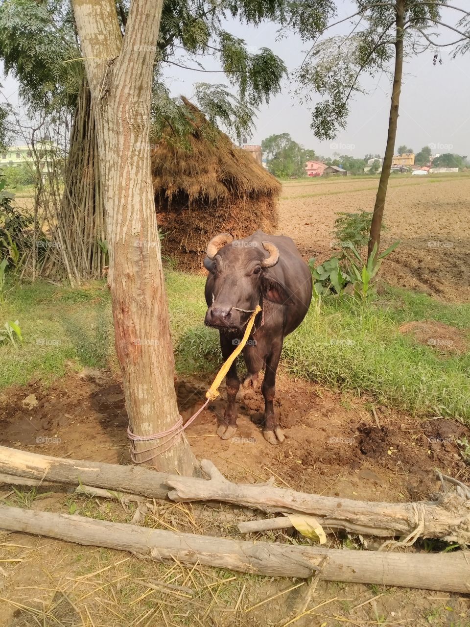Nepalese cow