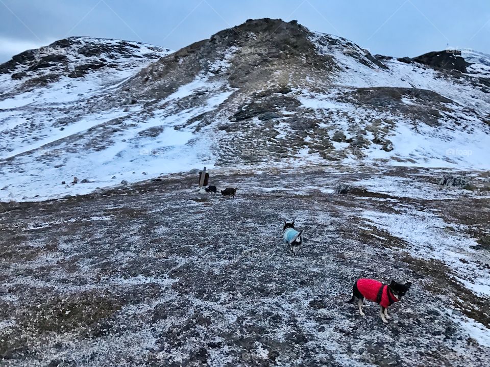 Chihuahuas mountain hiking in north Norway 