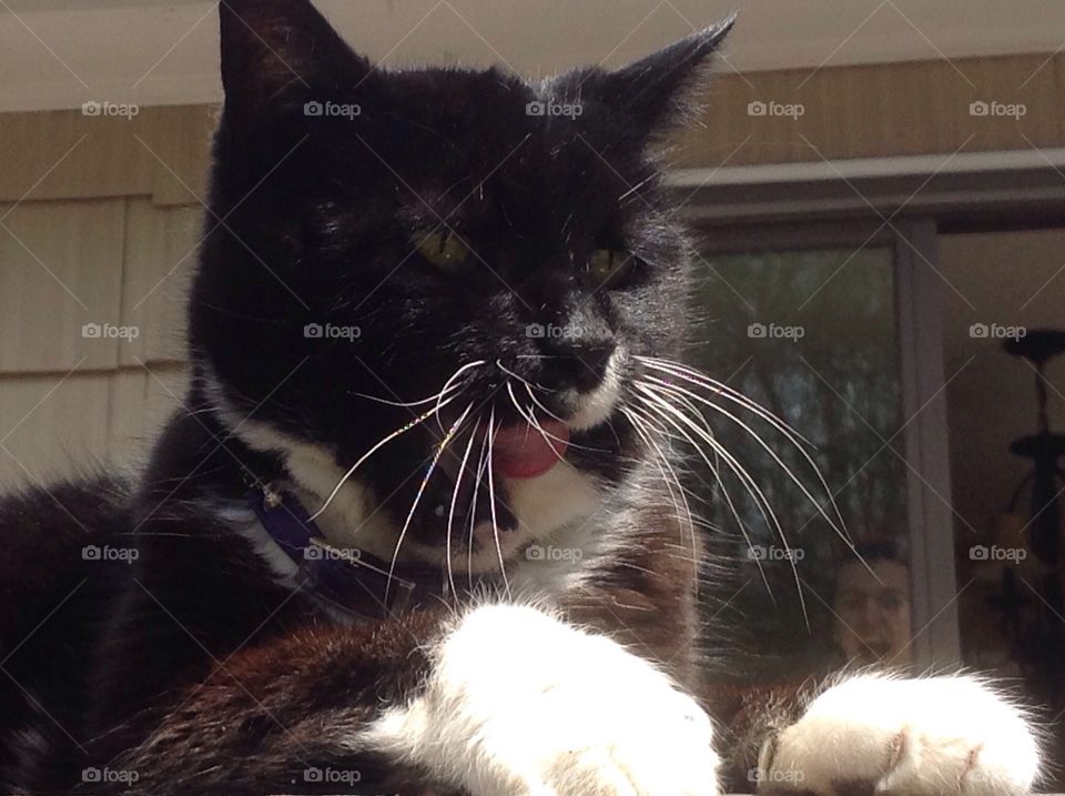 My cat laying outside on deck.