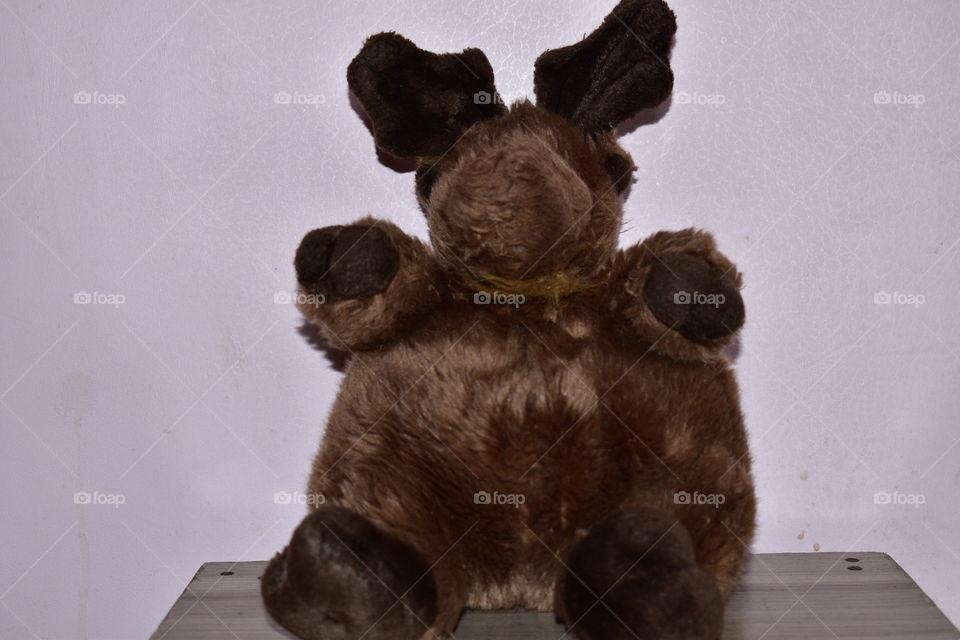 a teddy bear,or is it?