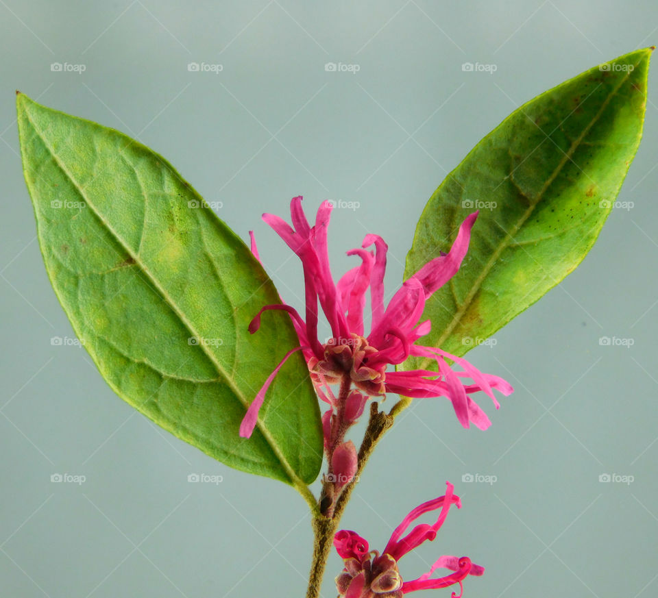 Marco photography: It's all about getting down and getting dirty. There is nothing more satisfying than to make a object such as an insect, rock, or flower into a Macro photograph!