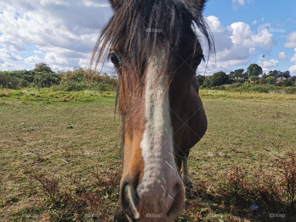 Horses Face, Hoddesdon, Hertfordshire