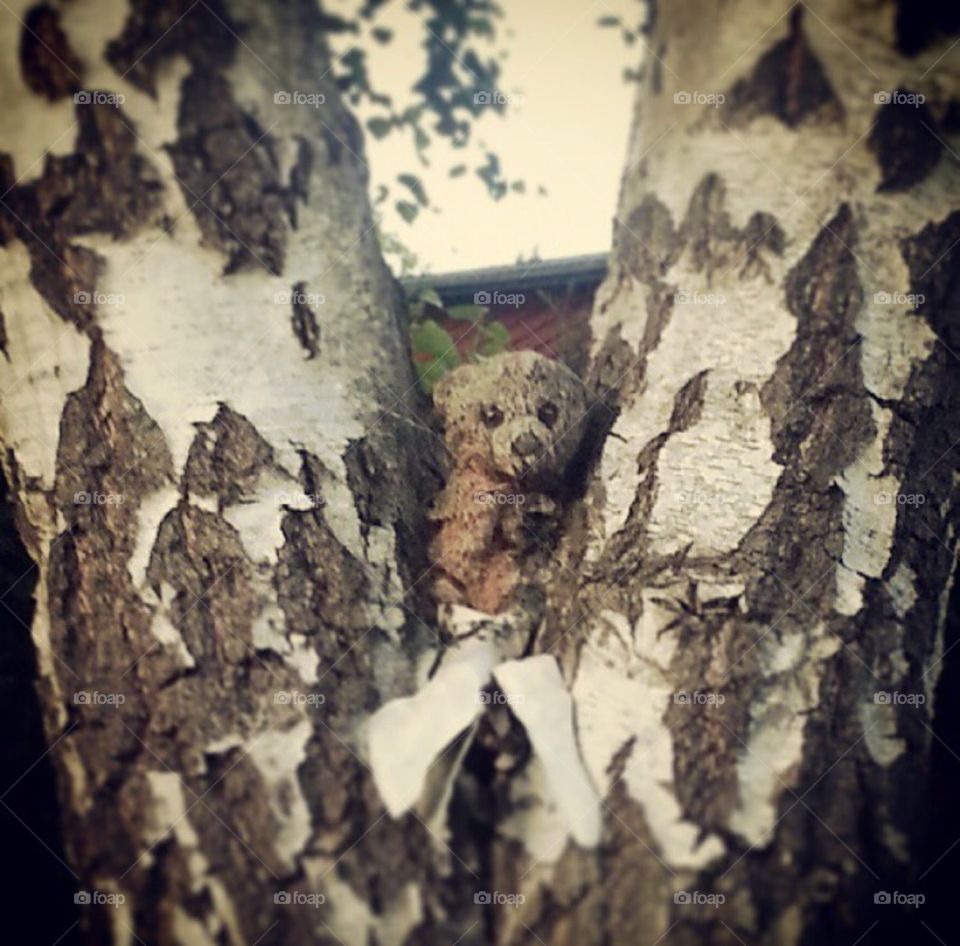 Teddybear. Teddy stuck in a tree