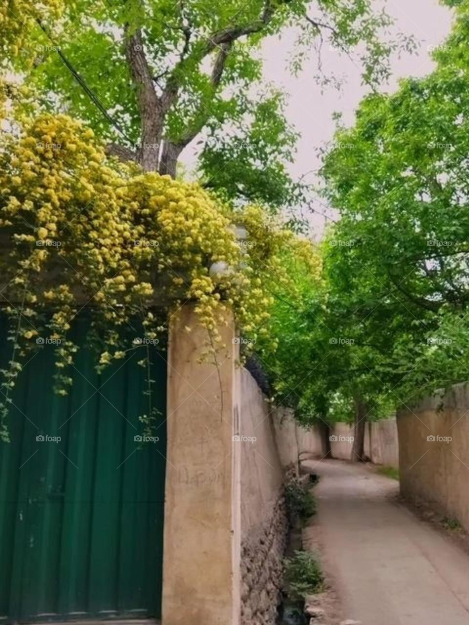 Spring flowers and old neighborhood