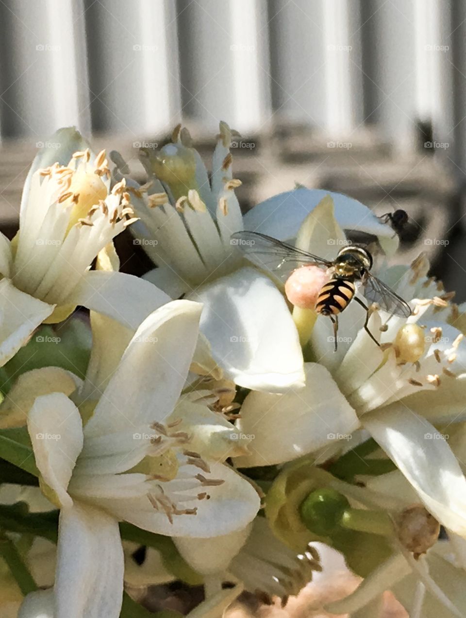 A banded bee in flight amid delicate white and fragrant orange blossoms closeup