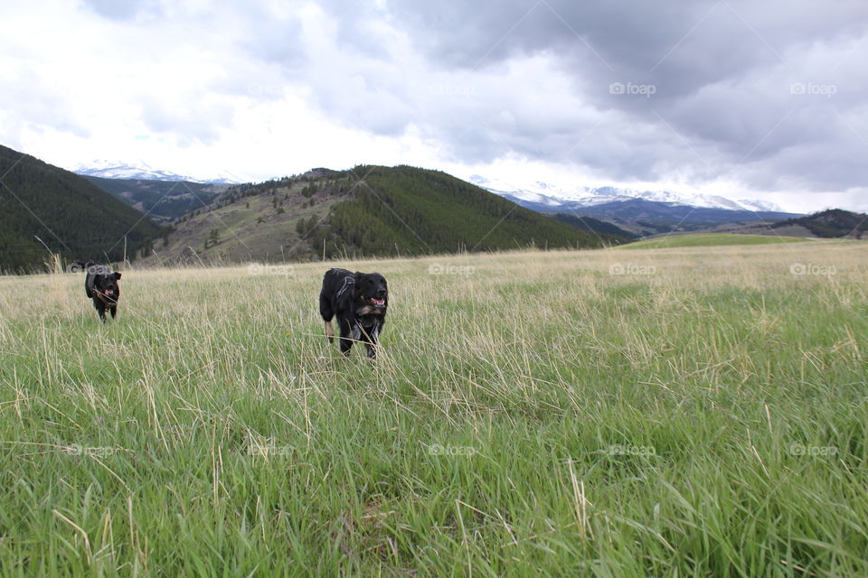 Dog dogs field playing fun cloudy Mountain Prairie mountains view scenic outdoors animal animals Grass