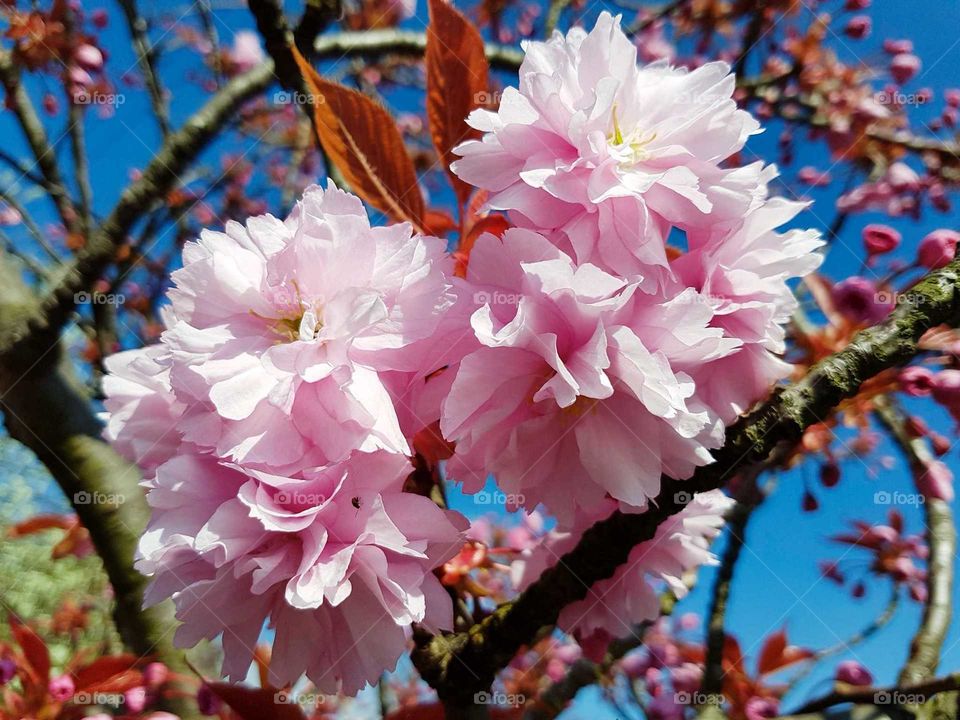 English summer time. Sun shining down on Beautiful pink blossom tree flowers.