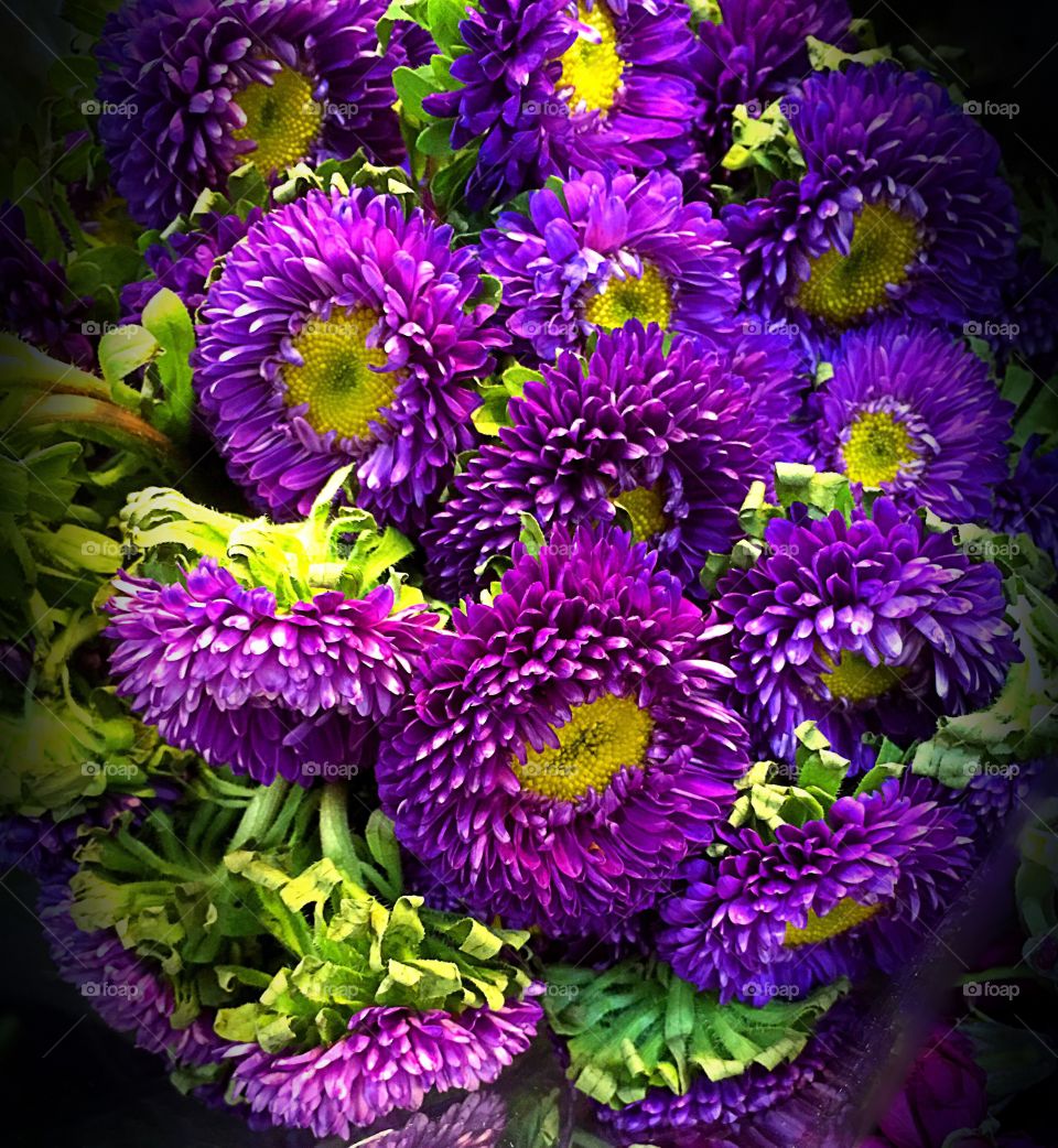 Purple flowers