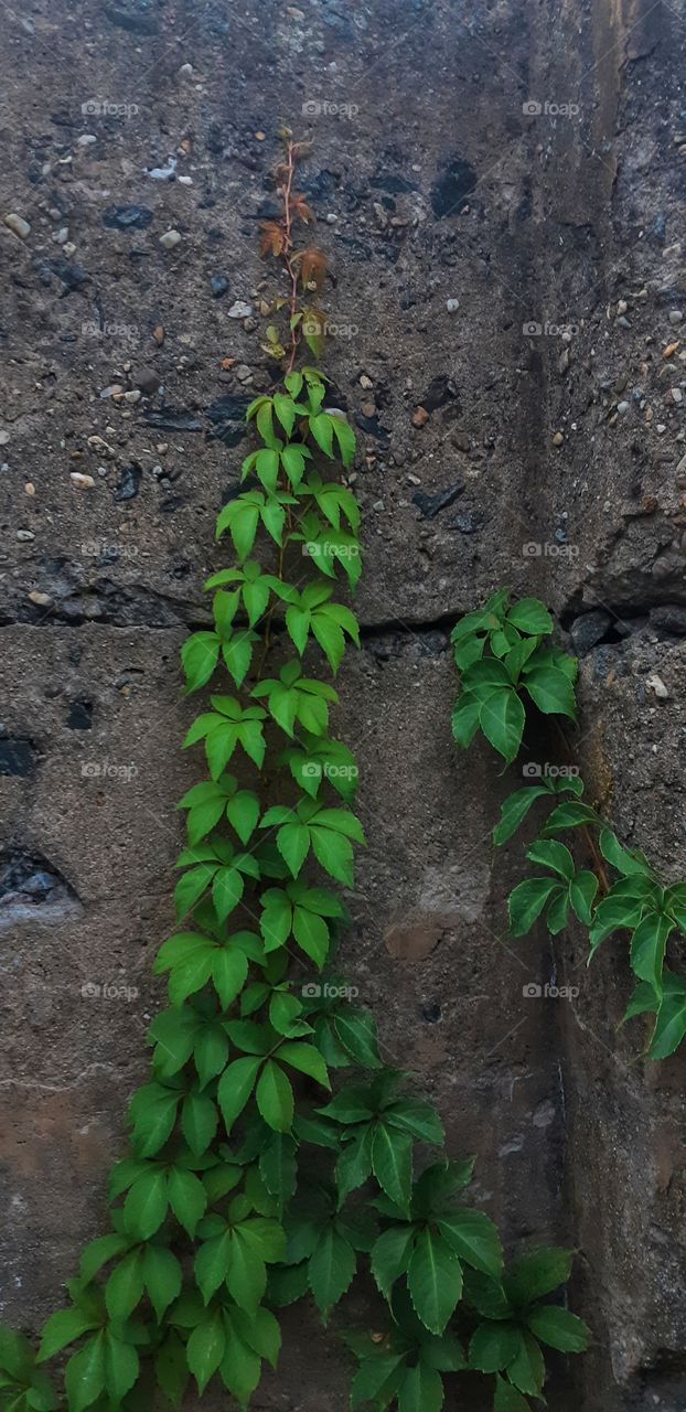 the cycle of nature! from rich green to dead brown.