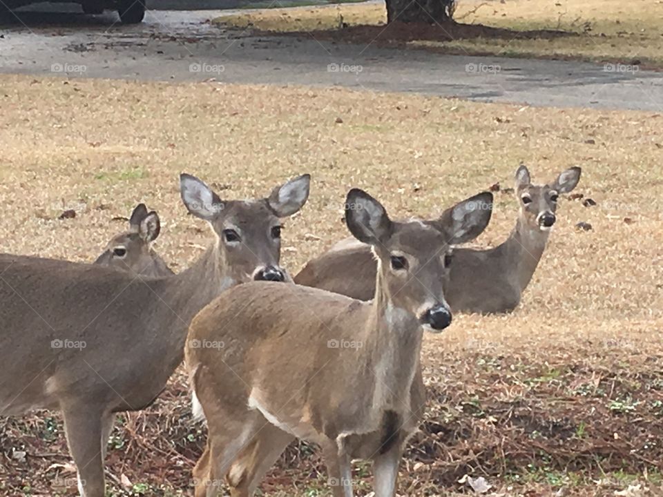 Herd of White Tail Deer