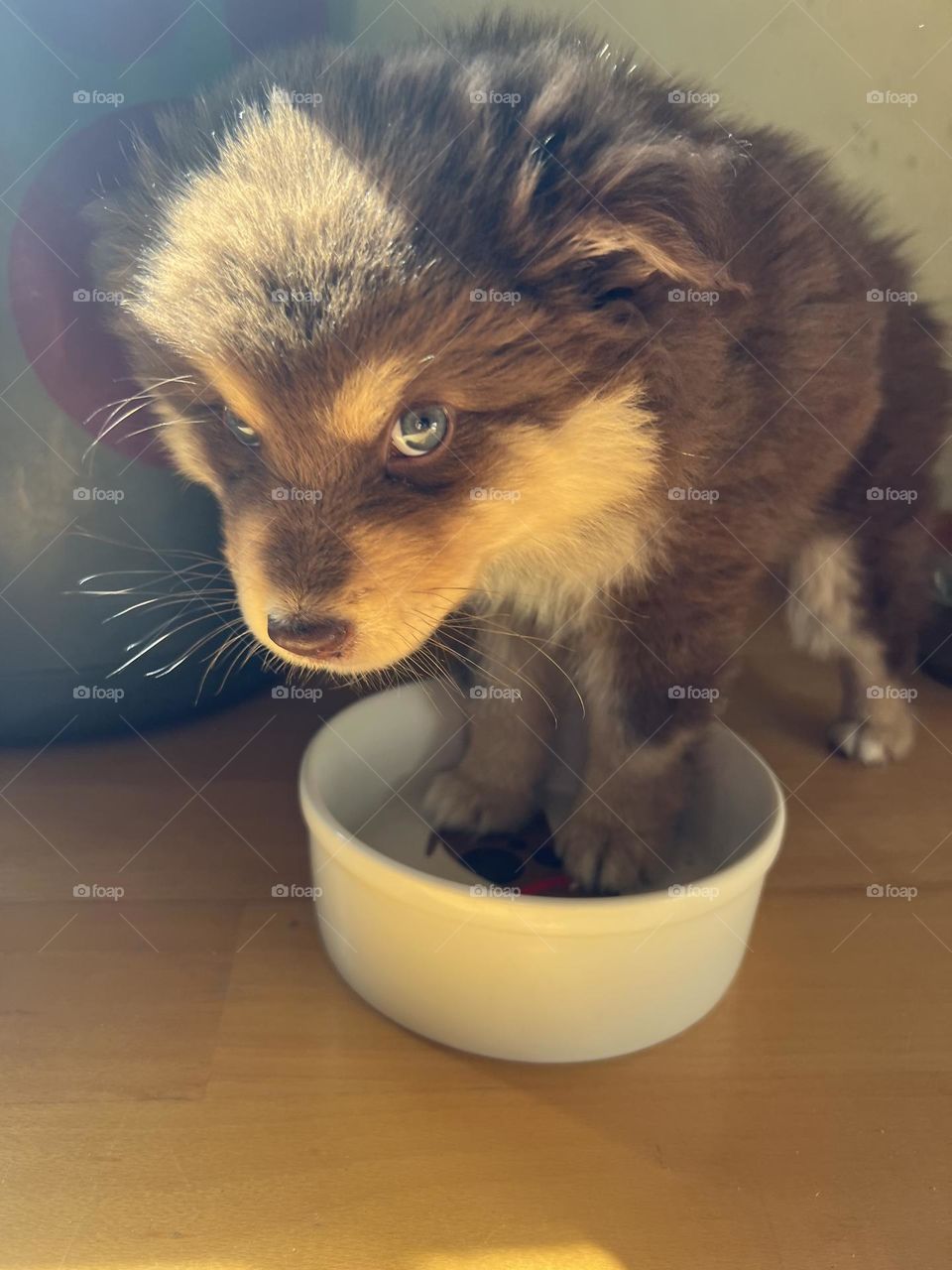 Portrait of a young Finnish Lapphund puppy dog