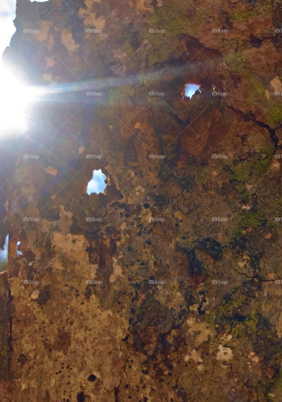 Light and sky through bark of hollow tree
