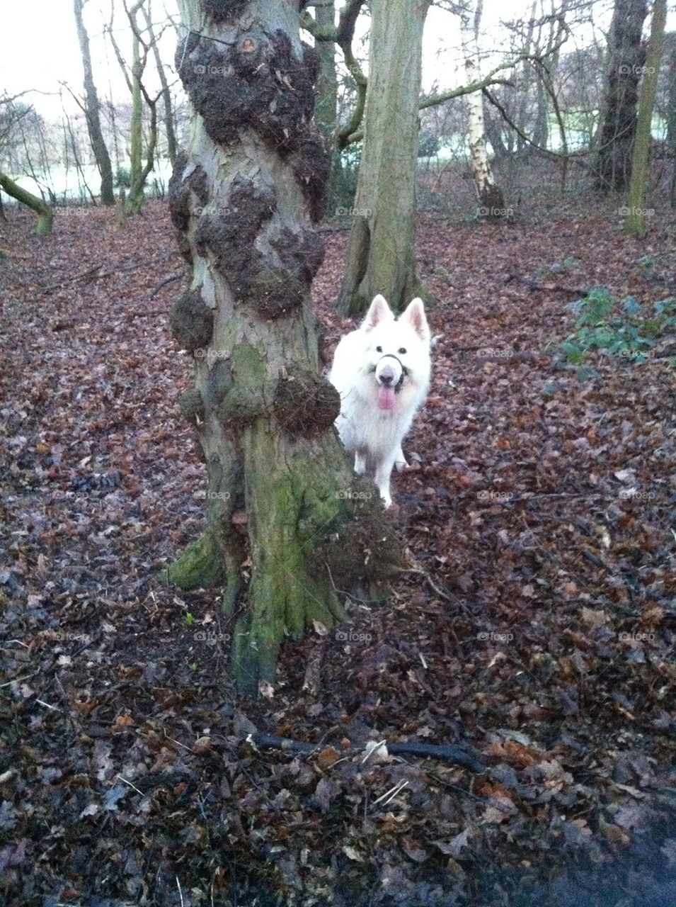 Dog in woods