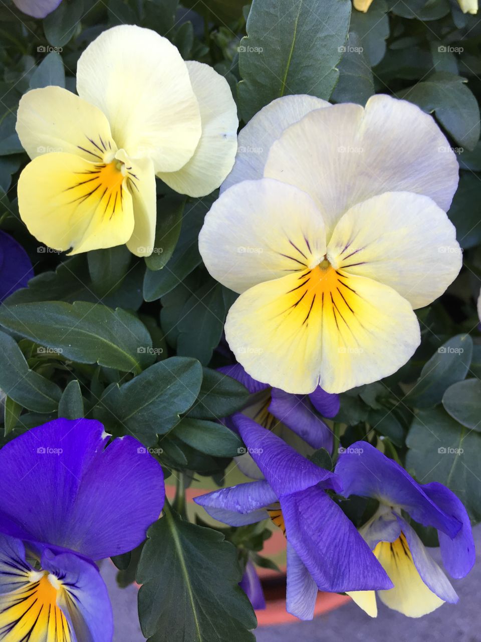 Pansies