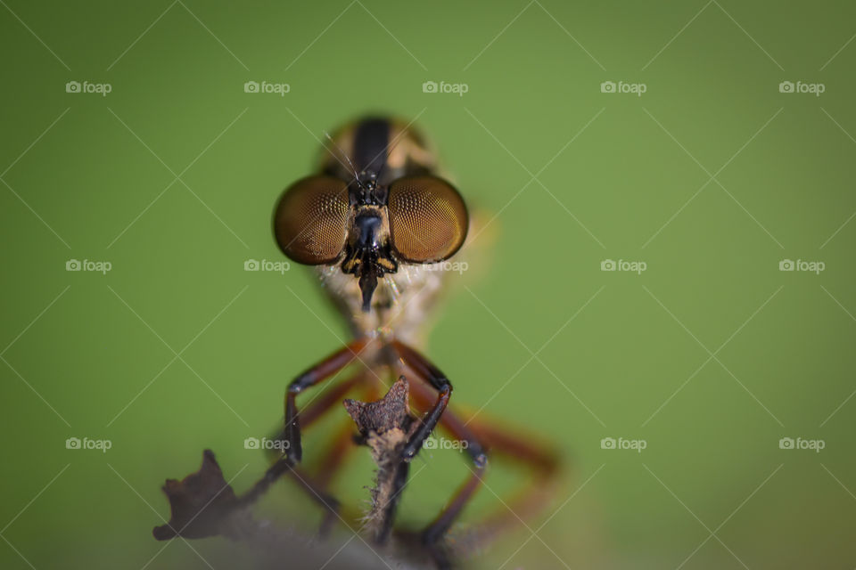 eye matrix of asilidae robber fly mini in javanese island, indonesia