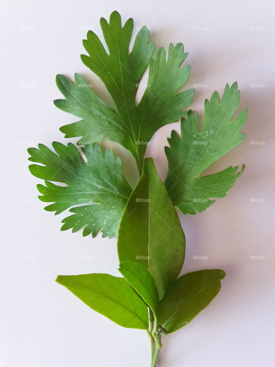 creative texture:leaf