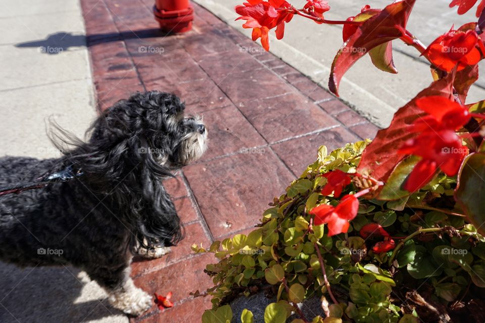 Dog Exploring 