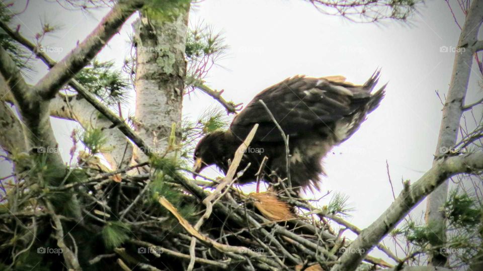 Immature Bald Eagle fledgling