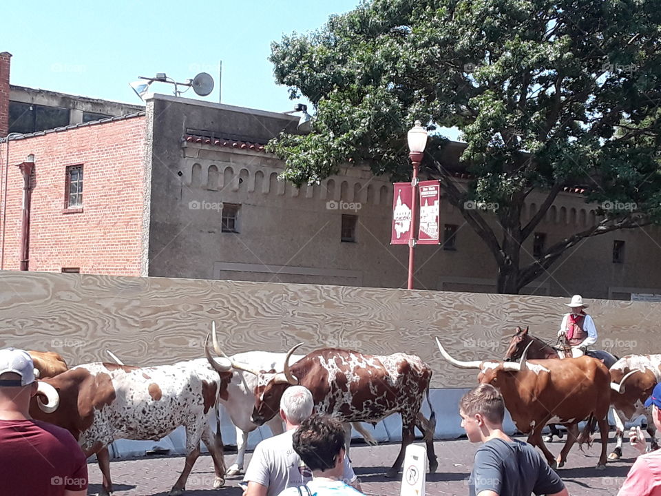Cattle drive