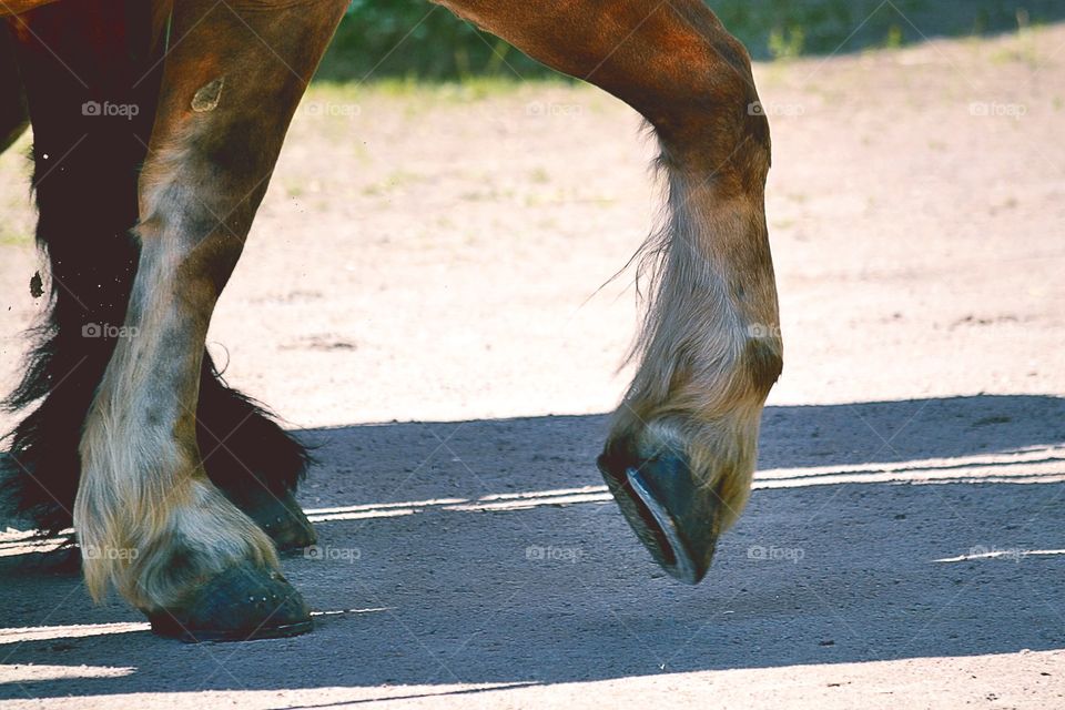 Close-up of horse's legs