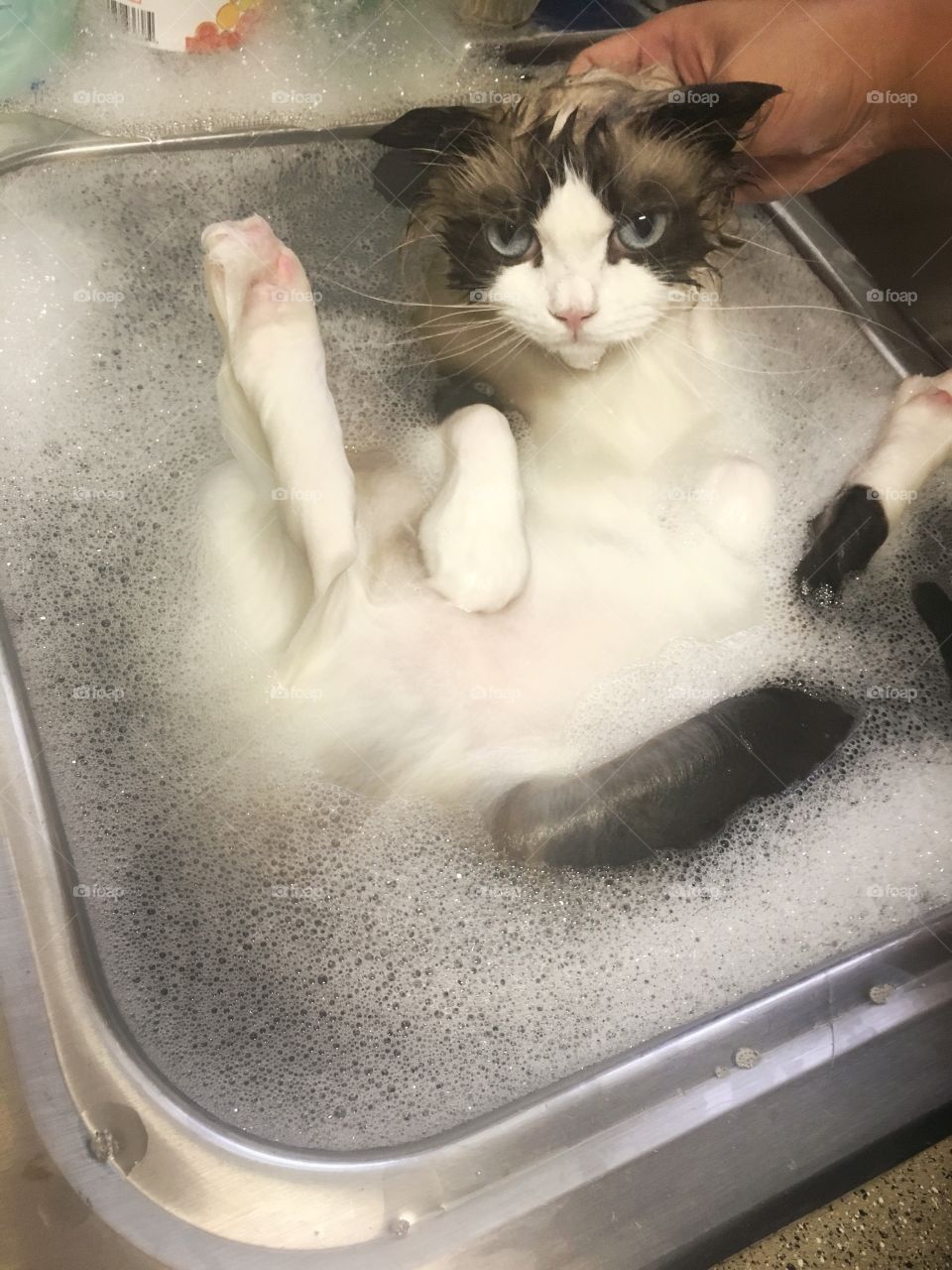 Cat enjoy shower 